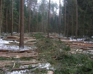 Разработка лесосеки Харвестером 