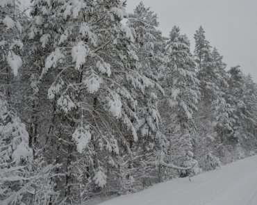 Зимний лес