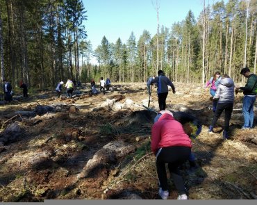 Посадка памятных культур в Краснопольском лестничестве