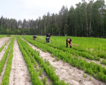 Прополка сеянцев сосны.