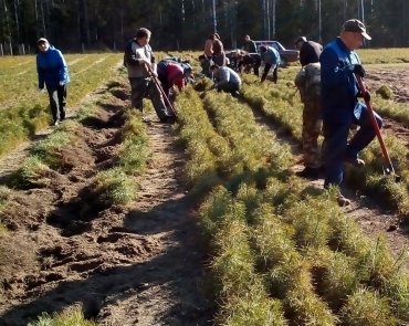 Выкопка сеянцев сосны, Республиканский субботник