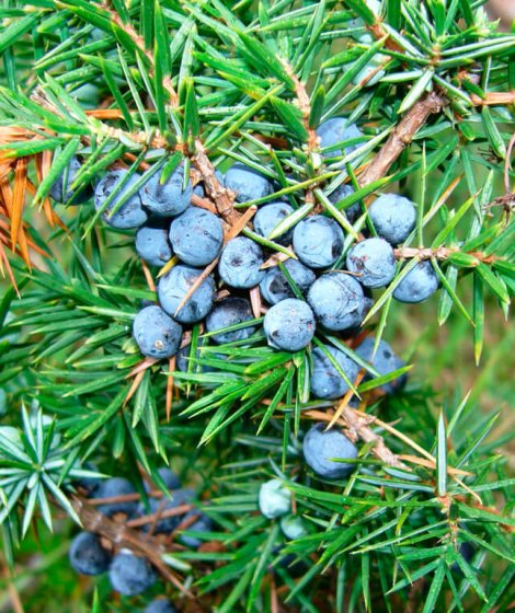 Можжевельник обыкновенный