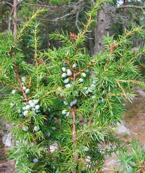 Можжевельник обыкновенный