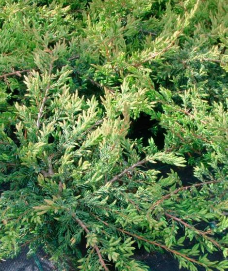 Можжевельник обыкновенный