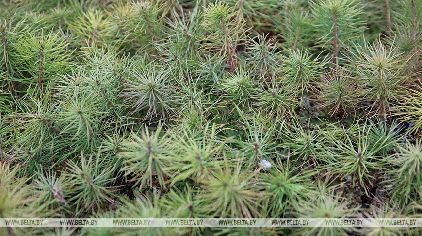 Неделя леса