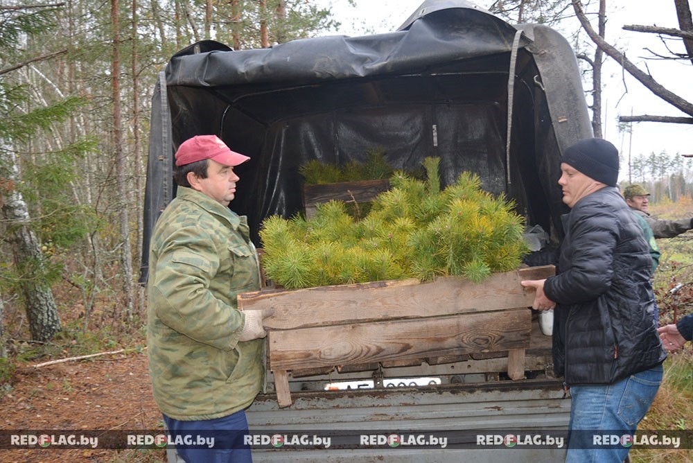 Республиканская акция «Аднавім лясы разам»